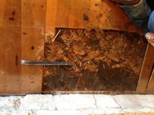 Sàn gỗ công nghiệp có bị mối mọt không? Cách phòng chống và xử lý